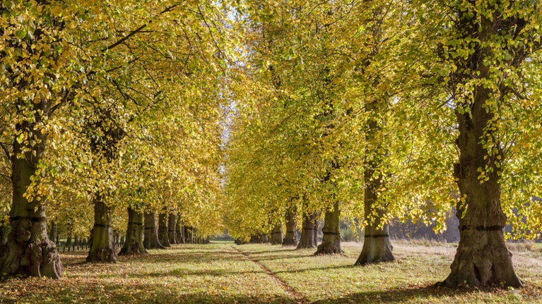 Lime Tree Avenue